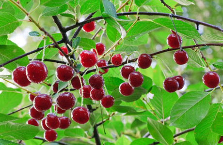 红樱桃和露珠的树枝具有相当深的锐利度复合宏观照片图片