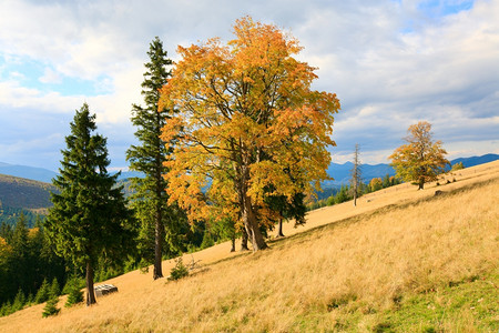 秋天喀尔巴阡山边的孤树群图片