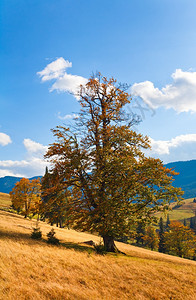 在山边种植美丽的秋天孤树喀尔巴阡山乌克兰图片