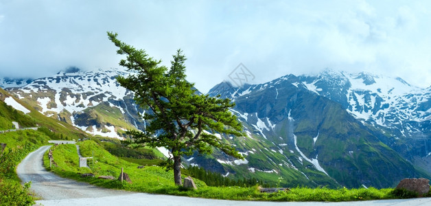 清静夏季阿尔卑斯山全景与孤独的松树两张综合照片图片