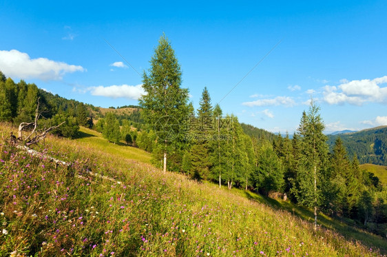 夏季山地景观前面有开花的草原图片