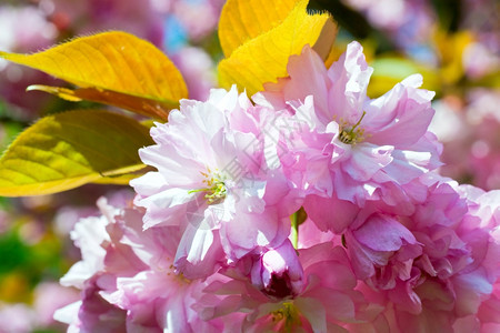 粉红日本樱花背景图片