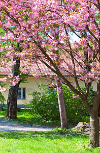 粉红的日本樱桃树花盛开图片