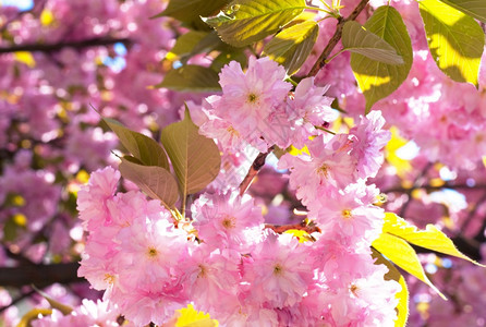 粉红的日本樱桃树花盛开背景图片