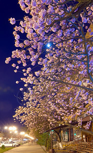 夜景的樱桃花树图片