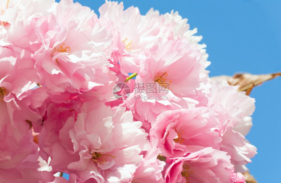 粉红日本樱桃树花蓝天空背景图片