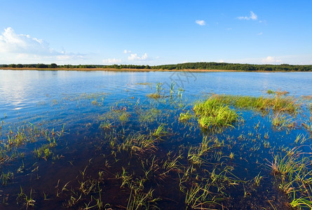 与水面上一些植物的夏季快速湖风景背景图片