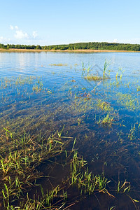 与水面上一些植物的夏季快速湖风景背景图片