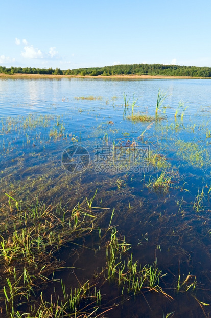 与水面上一些植物的夏季快速湖风景图片