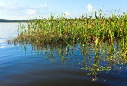与水面上一些植物的夏季快速湖风景图片
