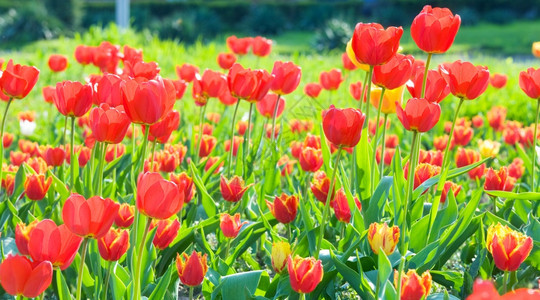 春红色郁金香花自然背景图片