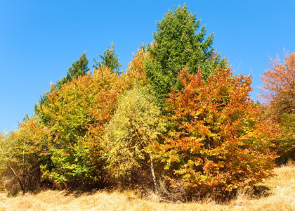 山边的阳光秋天多彩树木喀尔巴阡山乌克兰图片