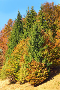 山边的阳光秋天多彩树木喀尔巴阡山乌克兰图片
