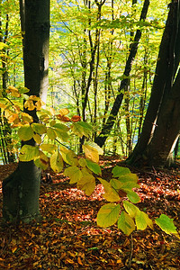 第一个秋天阳光明媚的山蜂林中黄色树叶图片