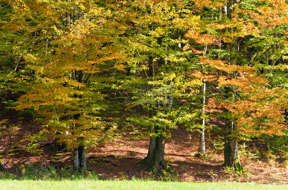 阳光明媚的蜂蜜林中第一个秋天黄树叶图片