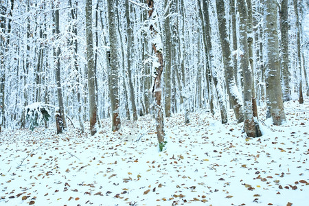 10月山脚林第一次冬雪和去年秋叶图片