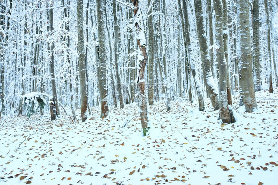 10月山脚林第一次冬雪和去年秋叶图片