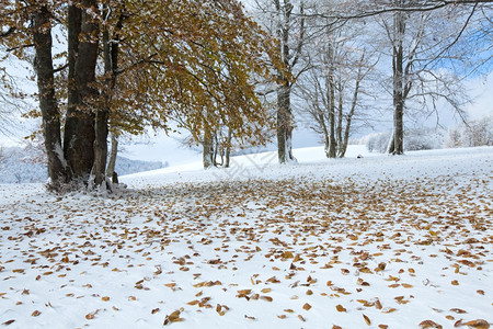 10月山脚林第一次冬雪和去年秋叶图片