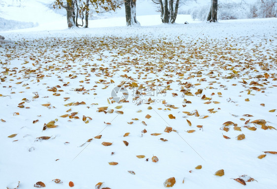 10月山脚林第一次冬雪和去年秋叶图片