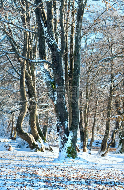 10月山脚林第一次冬雪和去年秋叶图片