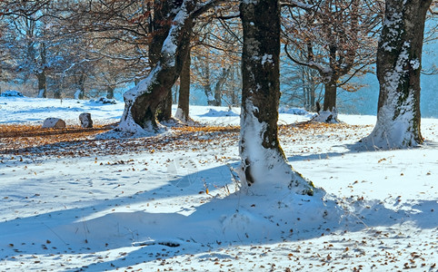 10月山脚林第一次冬雪和去年秋叶图片