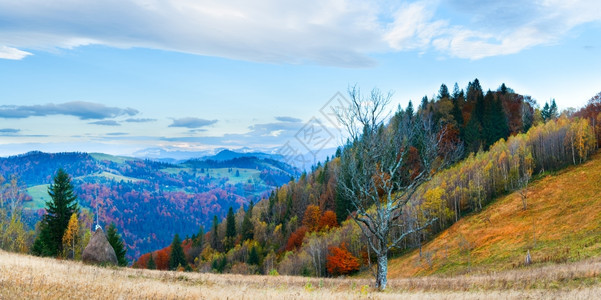 清晨秋色的山峰全景前面有干草堆和赤裸的树喀尔巴阡山乌克兰图片