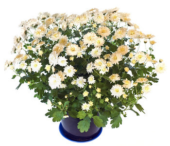 美丽的白菊花盆中孤立在色背景上图片