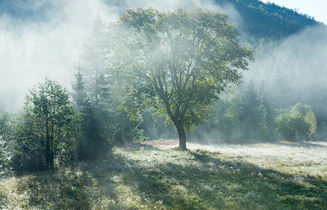 晨雾秋天的山地风景草上布满了花粉种子图片
