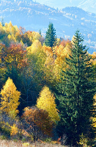 秋山尼姆奇赫口喀尔巴阡乌克兰和上多彩的树木图片