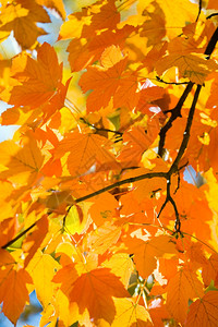 秋季城市公园的树扫图片