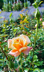 美丽的黄玫瑰花朵Macro图片