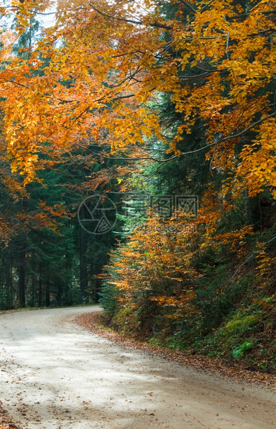 山林中弯曲的道路图片