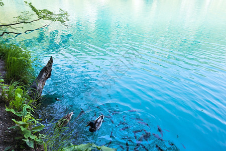 浅的小鱼和野鸭情侣在冰雪中清洁透明的湖图片