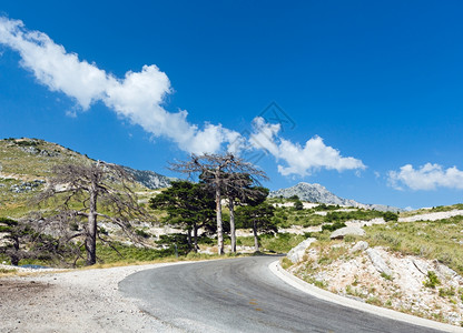 路 面路边带道和干树的summerllogara路过面和干树阿尔巴尼亚背景