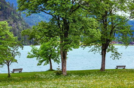 AchenseeAchen湖夏季风景草地开阔岸上长着凳奥地利图片