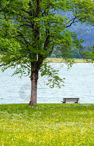 AchenseeAchen湖夏季风景草地开阔岸上长着凳奥地利图片