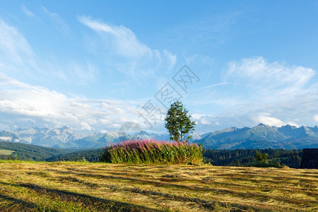 夏季山傍晚风景有田地孤单的树和后面塔特拉山脉GliczarowGorny波兰图片