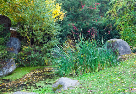 秋天市公园绿黄树叶大石头和小池塘图片