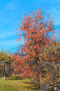 山丘上秋色多彩的树图片
