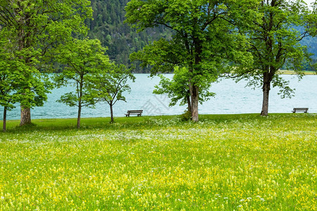 AchenseeAchen湖夏季风景草地开阔岸上长着凳奥地利图片