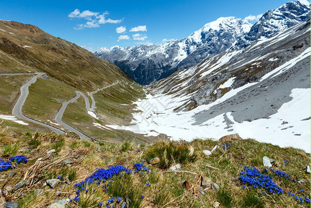 前面和夏季的蓝色花朵StelvioPass山边和蛇纹路雪意大利图片