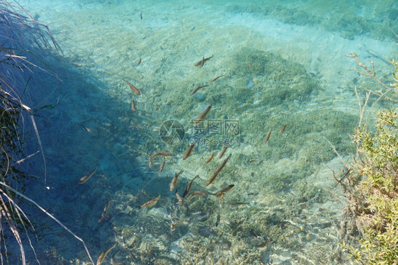 浅海中小鱼的清洁透明的湖泊和底部植物图片