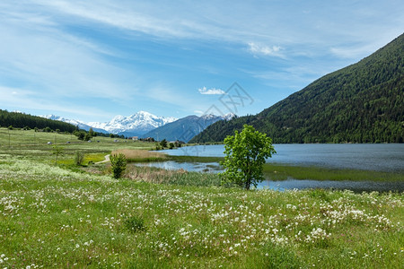 夏季盛开的阿尔卑山草地丹迪利翁阿尔卑斯山草地意大利图片