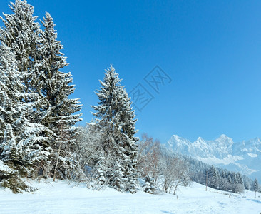 冬季山地景观清晨坡上有fir森林和乡村公路图片