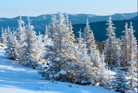 日出和冬山地貌有雪的fir树图片