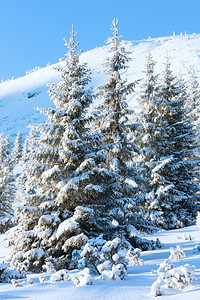 日出和冬季山地景观上有雪的fir树图片