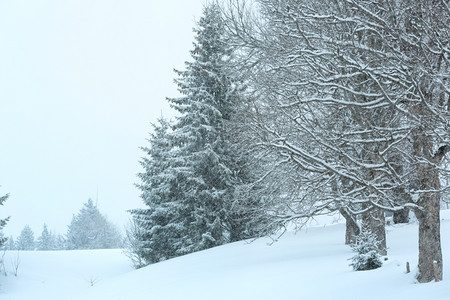 冬雾寒的山枯燥白日雪地图片