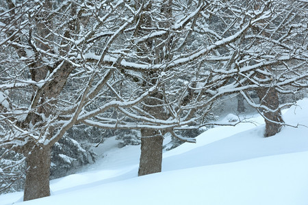 冬雾寒的山枯燥白日雪地图片