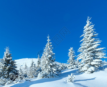 冬季山地风景清晨坡上有fir树图片