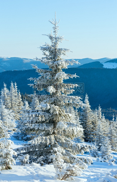 清晨冬季山地风景前面有fir树图片